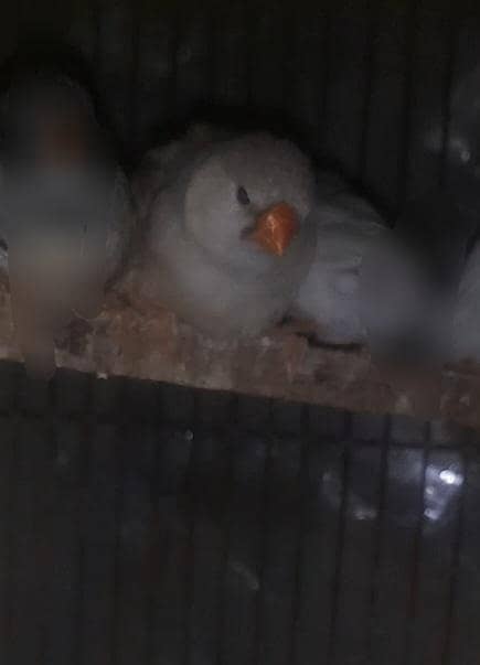 Full orange breader pair 1