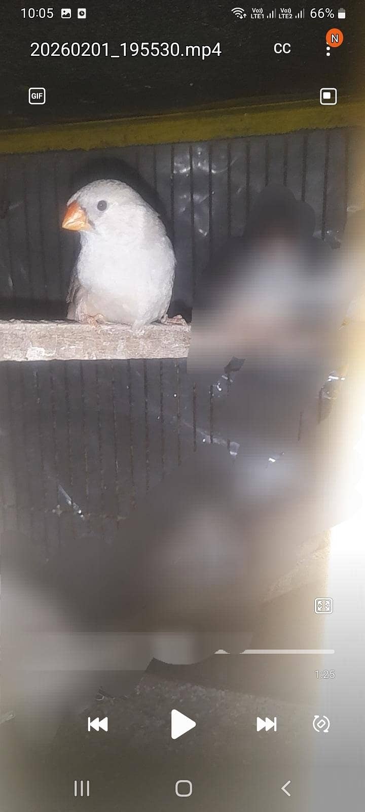 Full orange breader pair 3