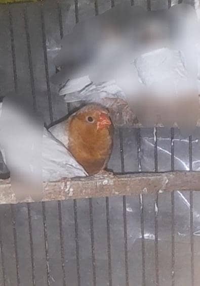 Full orange breader pair 4