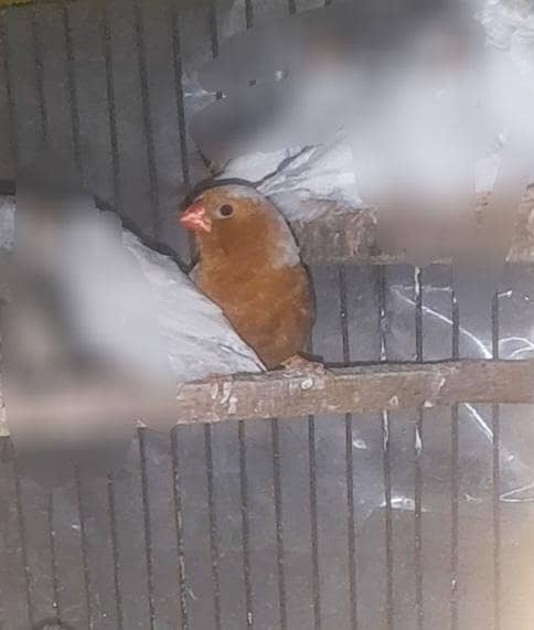 Full orange breader pair 5