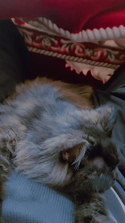 Persian Cat Triple coat punch face