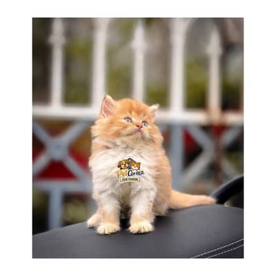Persian British punch face piki face kitten cat available