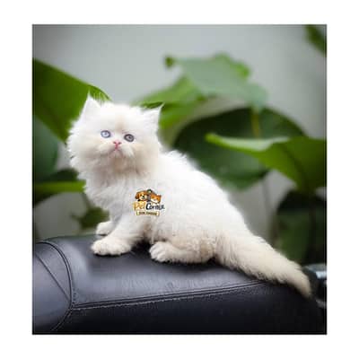 Persian British punch face piki face kitten cat available
