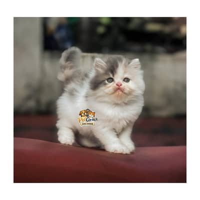 Persian British punch face piki face kitten cat available