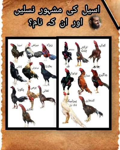 Aseel Lasani Madi hai Pure Blood Line . ( 10 Chicks )