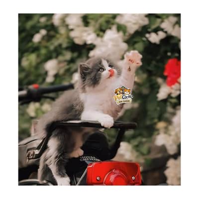 Persian British punch face piki face kitten cat available