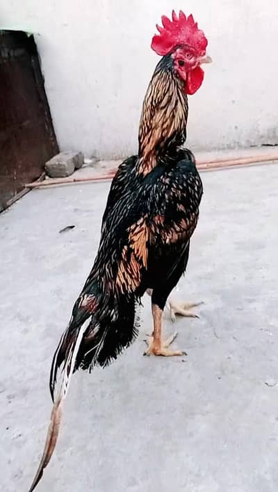 Bengum aseel high quality 3killo mora cargo possible 03161510578