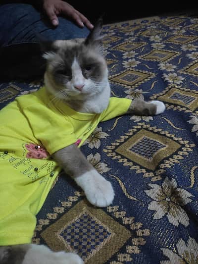 ragdoll cat for sale