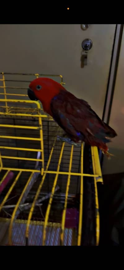 Breeder  female read ad care fully