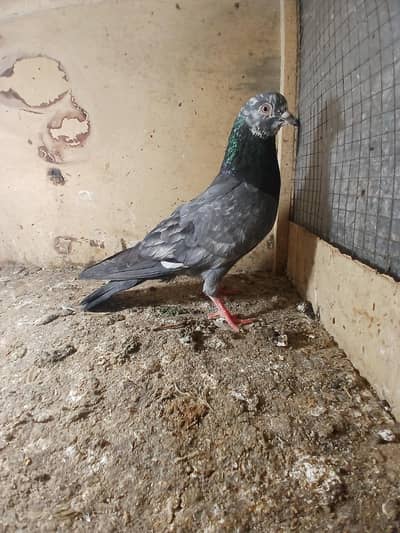 male pigeon