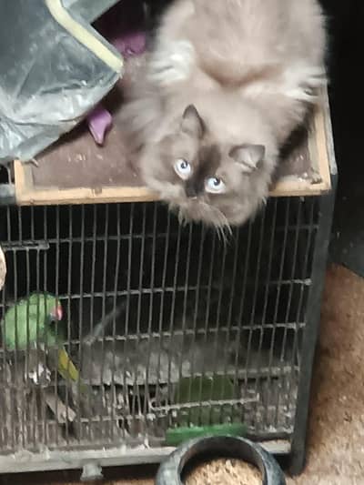 Himalayan cat
