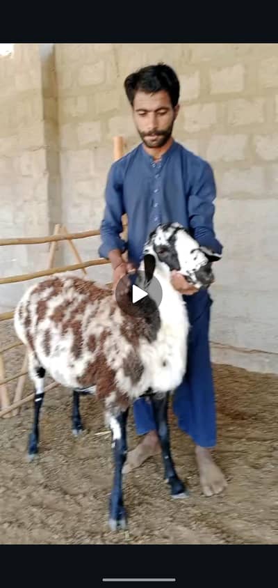 Long tail and Turkey Dumba