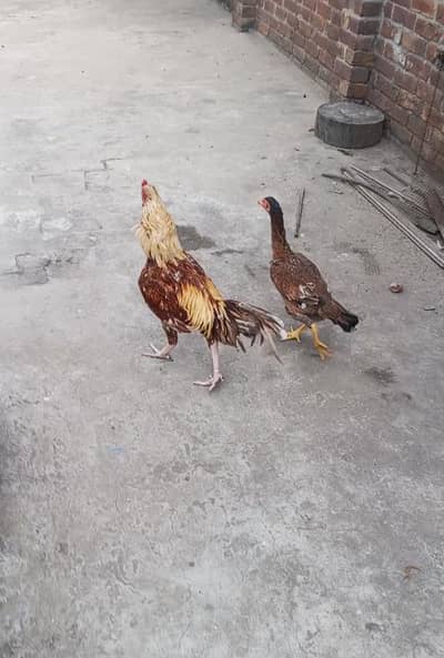 Aseel Mianwali pair for sale