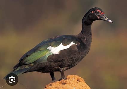 Muscovy ducks and Desi ducks