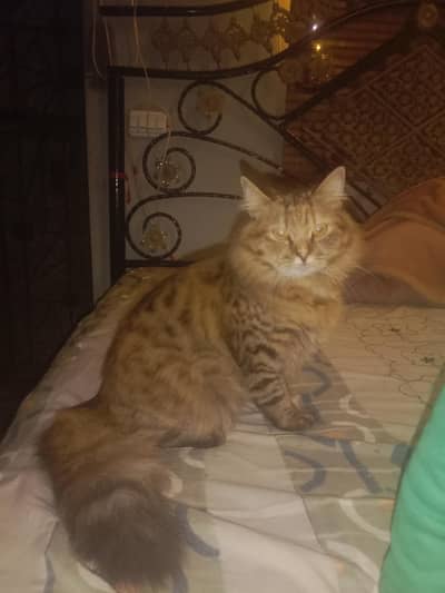 0314_7799_469 Whatsapp