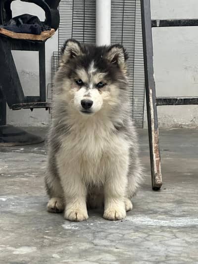 Blue Eyes Husky - Original Pure Breeds