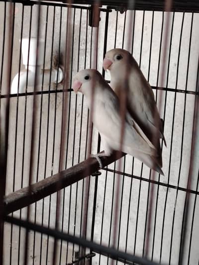 lovebirds