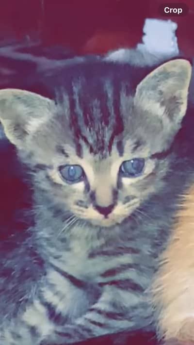 4 cats childen 2 male 2 female