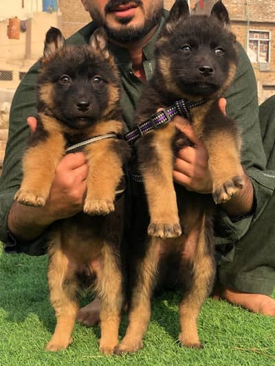 Gsd adorable pups and dogs stock