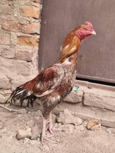 aseel sindhi high quality band jor