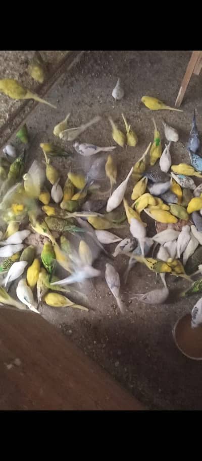 budgies selling