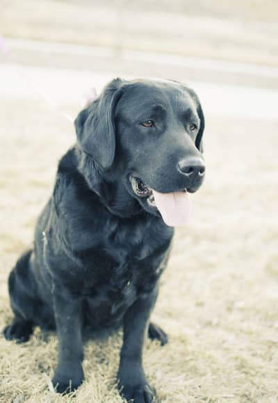 Labrador breeder security train black male 03497322796