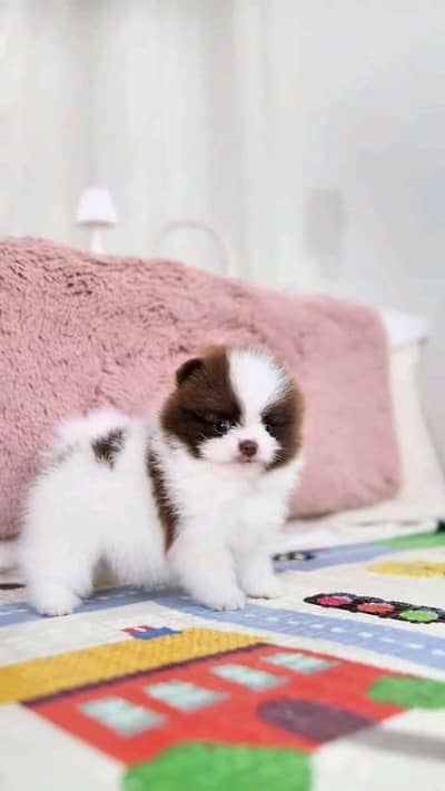 high quality pomeranian puppies dog for sale 03494878406wahtsap