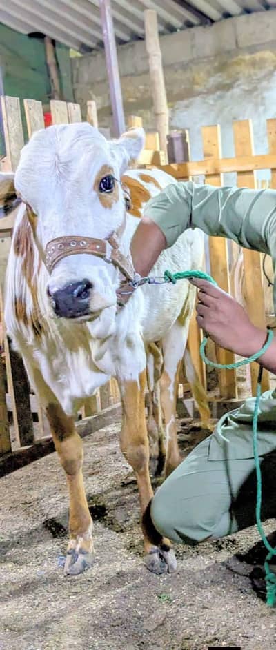 MashAllah gheeni female abluck