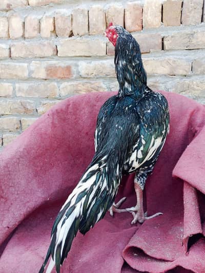 Lasani Aseel Pair  3kg