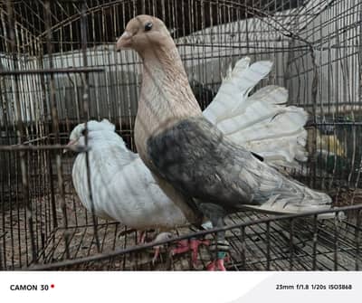 chandan and lakka pair for sale