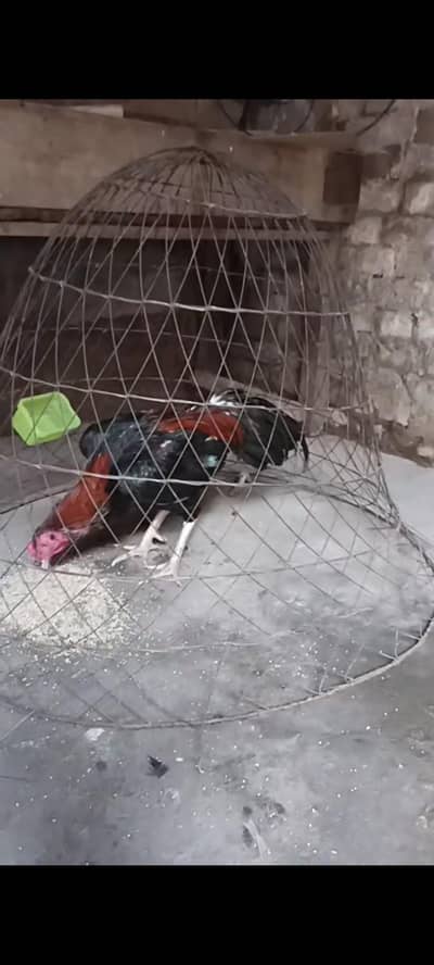 Aseel Thai cross quality bird. Ghar ka patha ha ready ha