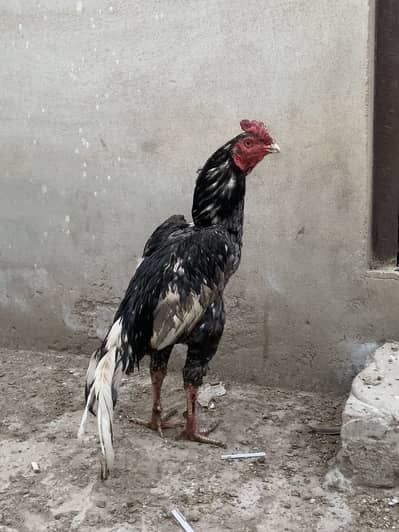 High quality aseel patha