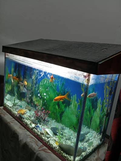 2 Blue line shark and aquarium