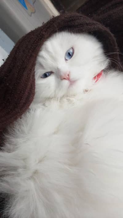 Persian snow Wolf eyes