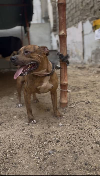 (American Pitbul) (NAME JACK )fully friendly trained dog