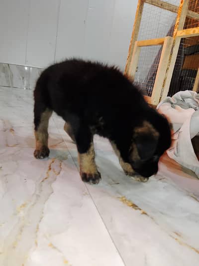 German shepherd triple coat