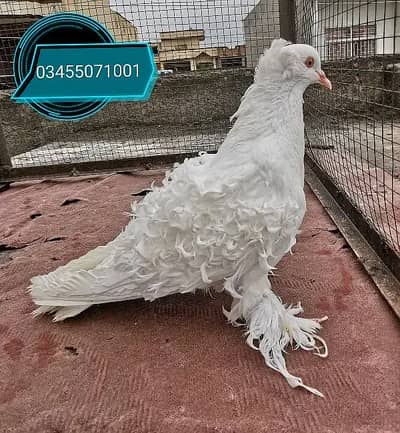 Frillback male and breeeder pairs