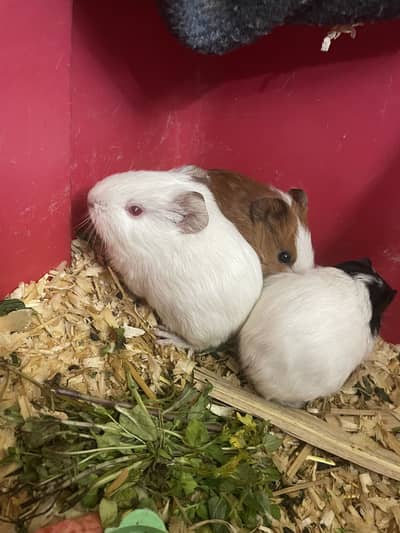 Guinea pigs