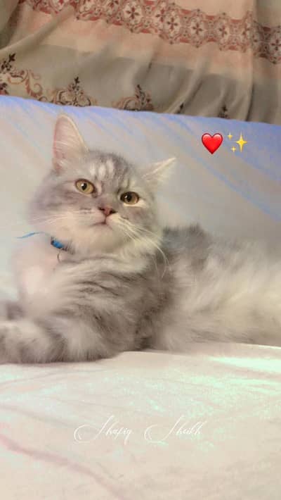 Persian cats doll face