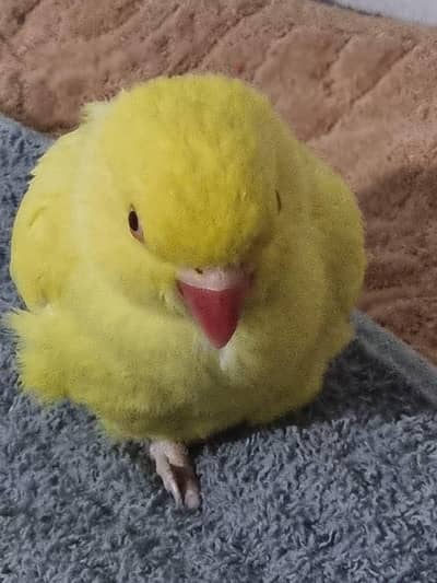 yellow parrot ringneck