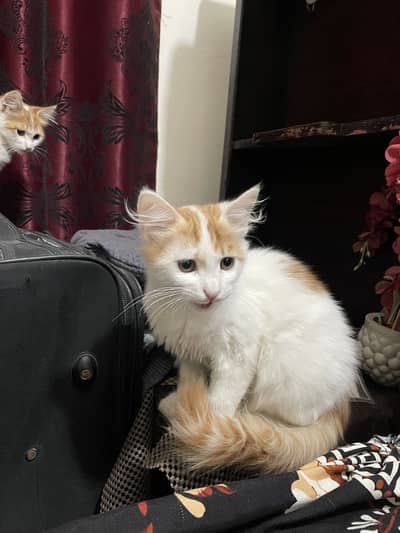 Kitten pair for sale