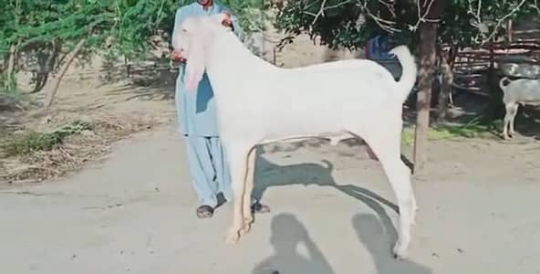 Desi Bakra For Sale 03266288418