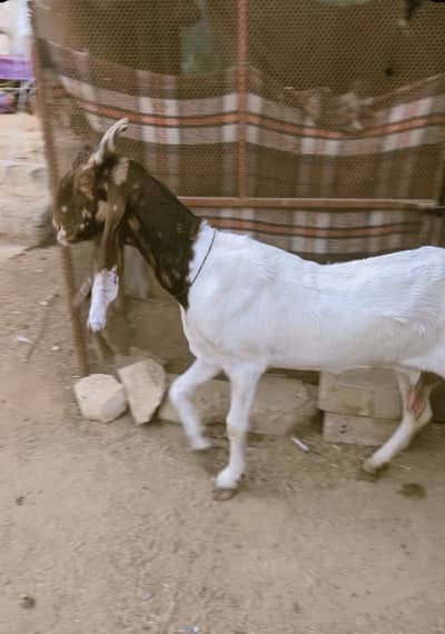 Top Notch Pateri Goat