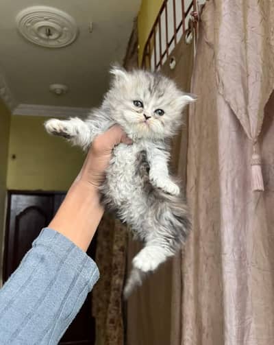 kitten cat  for sale