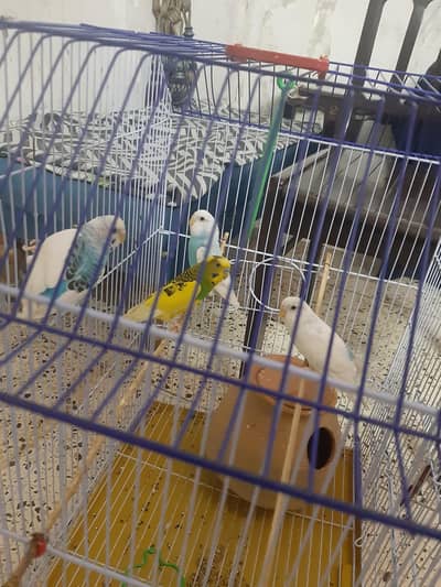 2 pairs with cage and  assesories