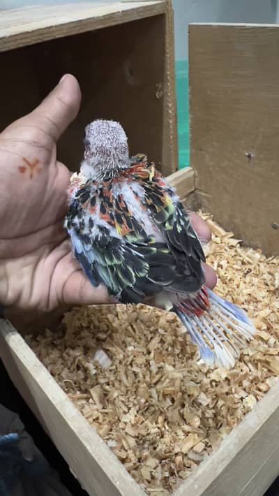 Red Rosella Chicks Available