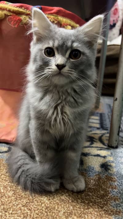 Persian Kitten | White Male Kitten
