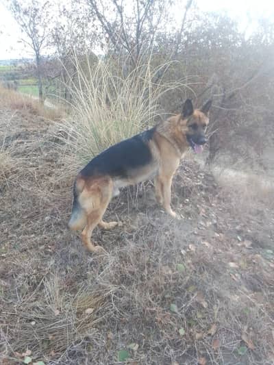 German shepherd dog for sale