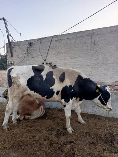 Pure frezian bull for sale