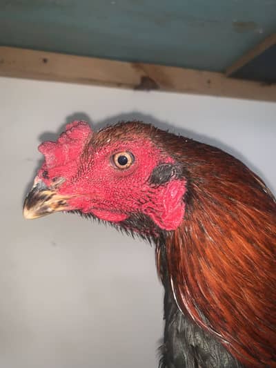 Thai pure high quality